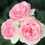 Eden Climbing Rose 1.5 Gallon Potted Own-Root Pink Blush Fragrant Flowers Flowering Plants