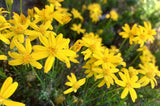 Damianita Daisy, Chrysactinia Mexicana - 100 seeds 2025 - USA Daisies