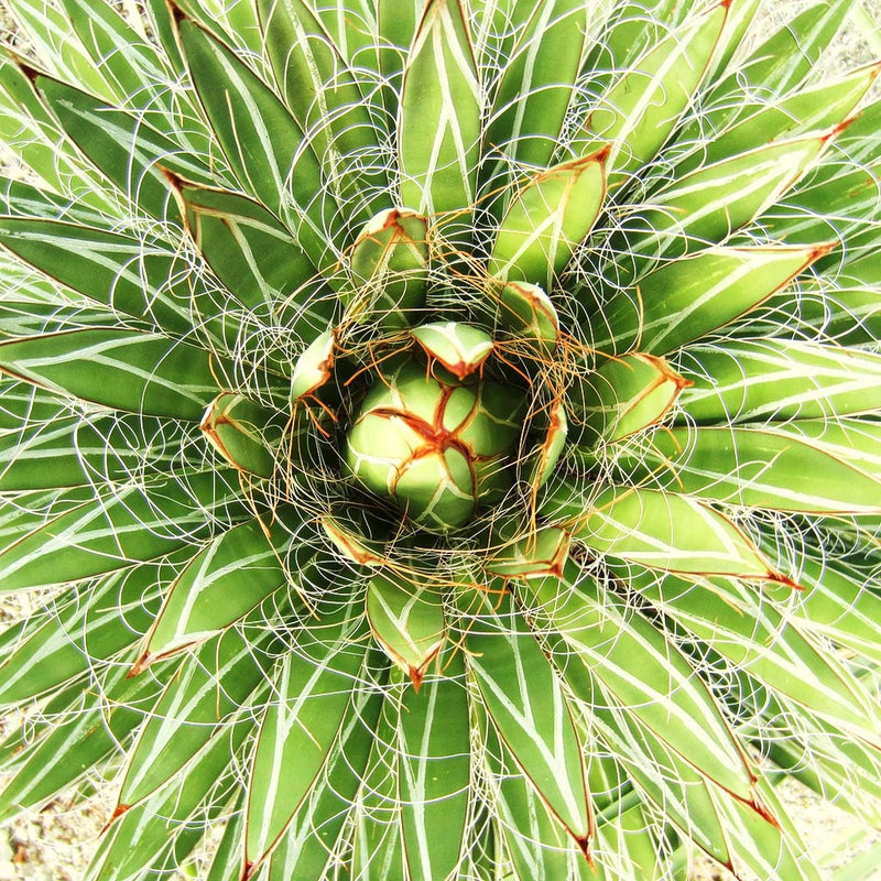RARE AGAVE FILIFERA succulent thread leaf plant seed exotic garden aloe 15 SEEDS Garden Plants