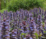 AJUGA BUGLEWEED Ajuga Reptans - 100 Bulk Seeds Flowering Plants