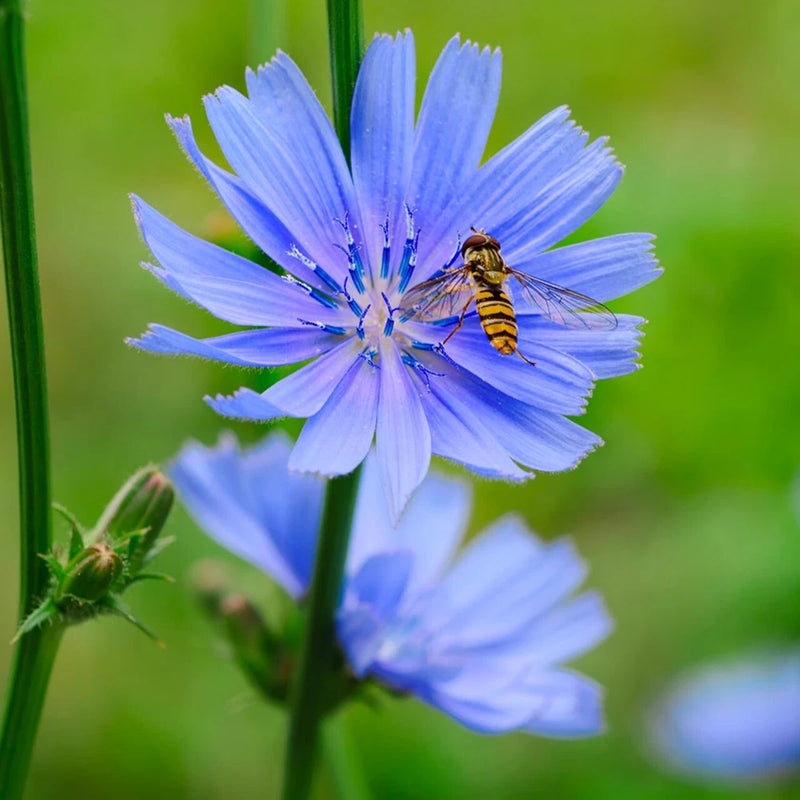 100 + Chicory Seeds / Purple / Perennial/ Planting/flowers / Coffee Subst Flowering Plants