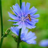 100 + Chicory Seeds / Purple / Perennial/ Planting/flowers / Coffee Subst Flowering Plants