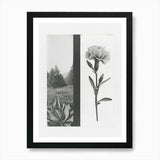 Carnation Flower Photo Collage 3 Ar Framed Wall Art Poster Canvas Print Picture Carnation