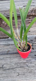 Orchid Cattleya Brasavola hybrid Blooming Size in hand painted pot Orchids
