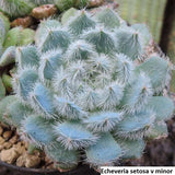 Rare Echeveria Setosa v. Deminuta Seeds - 20 Pack: Unveil Exotic Beauty garden Garden Plants