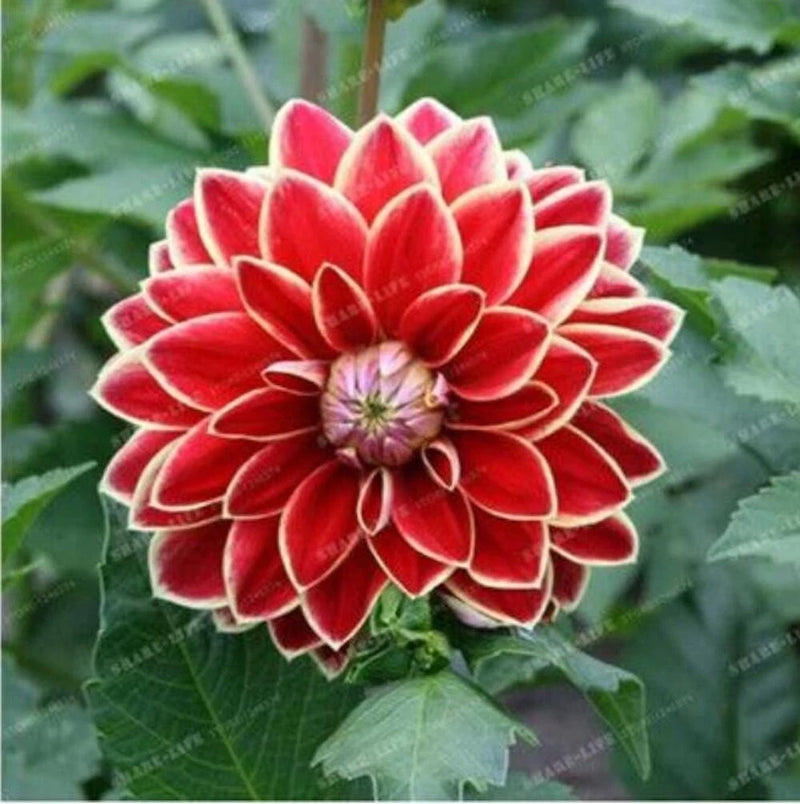20 SEEDS for Red DAHLIA rare flower exotic blossom garden bloom plant USA Seller Garden Plants