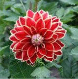 20 SEEDS for Red DAHLIA rare flower exotic blossom garden bloom plant USA Seller Garden Plants
