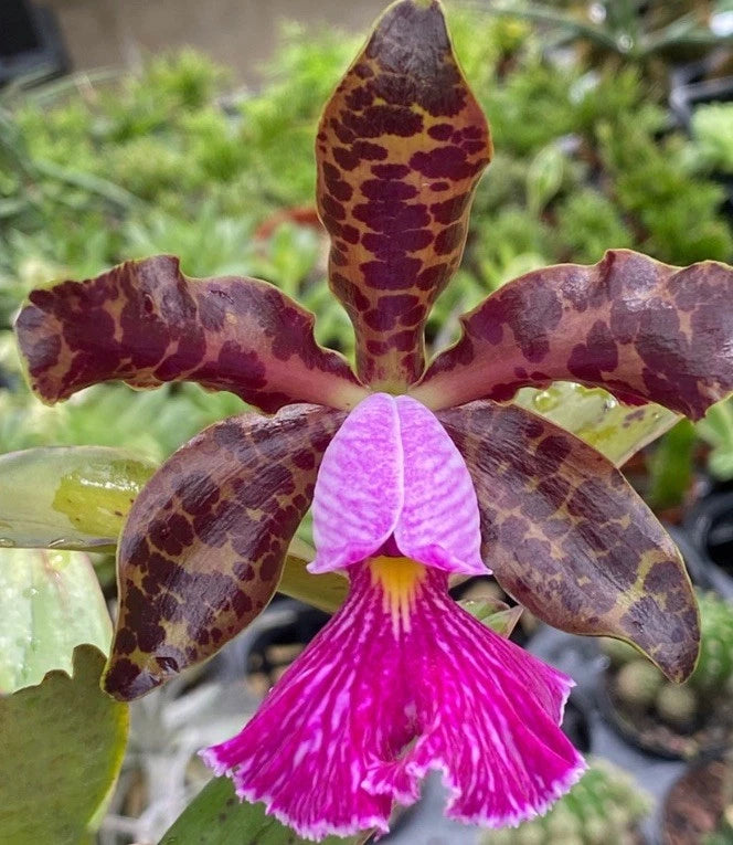 Orchid flower with maroon spotted petals and bright magenta fringed lip