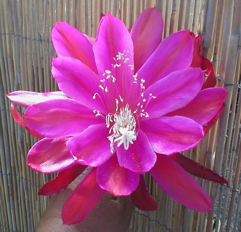 Pink orchid cactus flower with white stamens, large layered petals