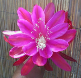 Epiphyllum, Orchid Cactus, " LOOKING GOOD ", Don's Quart pots APRIL/1 Orchids