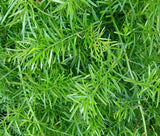 ASPARAGUS FERN Asparagus Densiflorus Sprengeri - 100 Bulk Seeds Flowering Plants