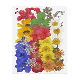 35 Pcs Dried Pressed Flower Leaves Bulk for Resin, Red Mix Colors Dried Flower
