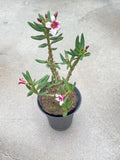 Othonna Pachypodium Bispinosum Succulent Cactus Plant seedgrowth  Garden DŽcor Garden Plants