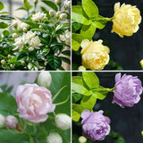 Mix Climbing Double Jasmine Seeds for Planting, 250+Pcs Perennial Fragrant Climb Flowering Plants