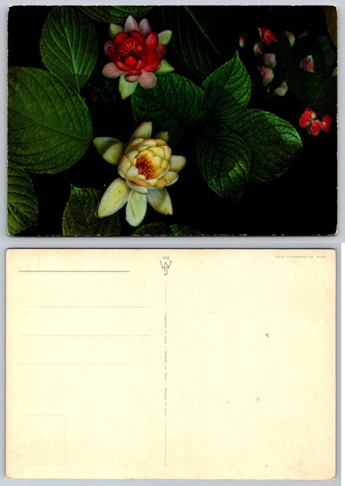 Vintage Italian Postcard Water Lilies Pond Color Photo Botanical Flower GM Italy Lily