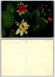 Vintage Italian Postcard Water Lilies Pond Color Photo Botanical Flower GM Italy Lily