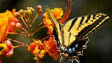 Pride Of Barbados Mexican Red Bird Peacock seeds Dwarf Poinciana Spanish Carnati Flowering Plants
