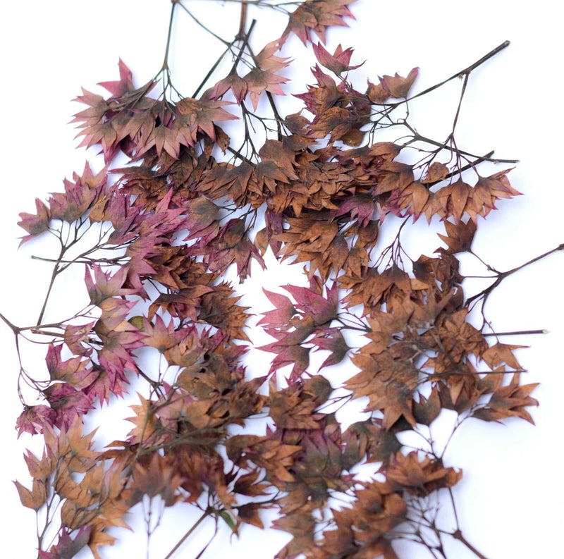 Pressed dried flower branch decor, brown and purple leaves on thin stems