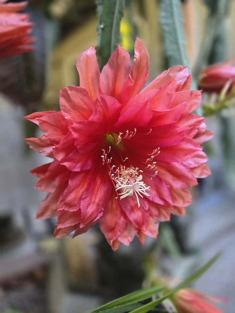 Orchid cactus cutting with large coral-pink blooming flower