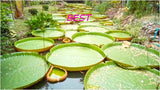 Large! Victoria Amazonica/Giant Water Lily/Lotus/ 25 seeds!! Flowering Plants