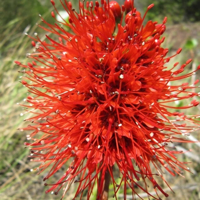 Greyia Radlkoferi Natal Bottlebrush South African Shrub Or Small Tree 10 Seeds Flowering Plants