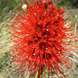 Greyia Radlkoferi Natal Bottlebrush South African Shrub Or Small Tree 10 Seeds Flowering Plants