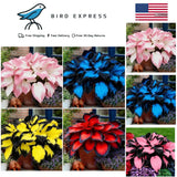 Hosta Seeds for Planting 200+pcs Non-GMO Perennial Shade Flowers Garden Outdoor Garden Plants