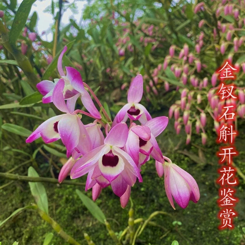 Dendrobium nobile orchid with pink and white blossoms