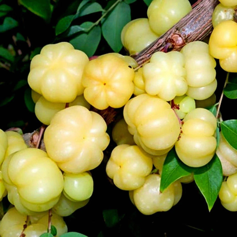 Phyllanthus acidus, Thai Star Gooseberry See ds Green Plant