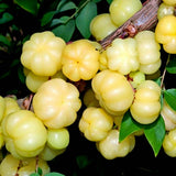 Phyllanthus acidus, Thai Star Gooseberry See ds Green Plant