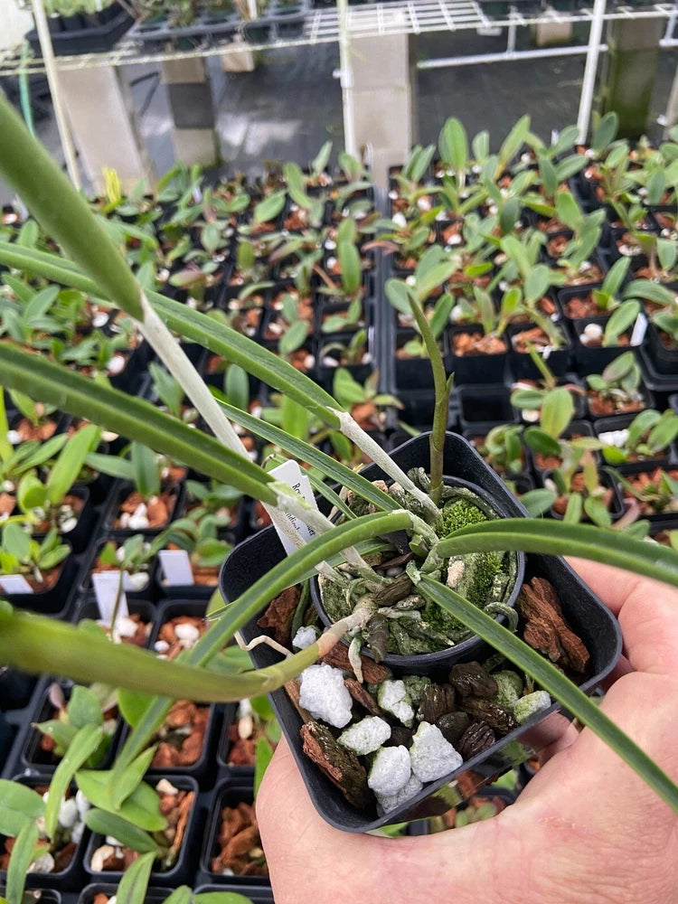 Small orchid plant in black pot with green leaves, exposed roots and gravel