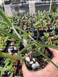 Rc. David Sander x (B. Appendicullata x Bl. Digbyana Orchids