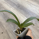 Orchid live Rhynchostalys gigantea x sib. (Cartoon x Red Spots) - potted Orchids
