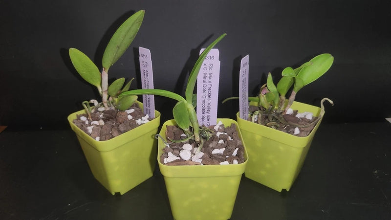 Orchid plant seedlings in lime green pots with green leaves and visible soil