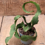 D7665 EPIPHYLLUM ANGULIGER CURLY pot6,5-H16-W12 cm MaMa Cactus Green Plant