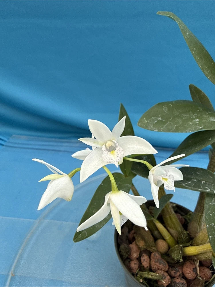 White orchid plant in small pot, green leaves and white flowers with yellow centers