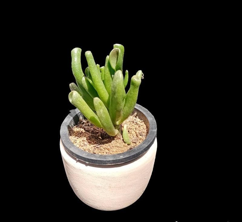 White round planter pot with green cactus succulent and visible soil