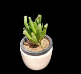 Cactus Succulent Planter Pot Container Home Garden Deco Flower Pottery Clay Pot Garden Plants