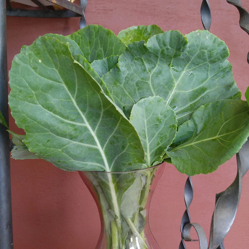 500 MORRIS HEADING COLLARD SEEDS FRESH HARVEST FOR GARDENS US SELLER Garden Plants