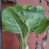500 MORRIS HEADING COLLARD SEEDS FRESH HARVEST FOR GARDENS US SELLER Garden Plants