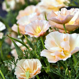 200+ California Thai Silk Pink Champagne Poppy Seeds for Garden - FREE SHIPPING! Garden Plants