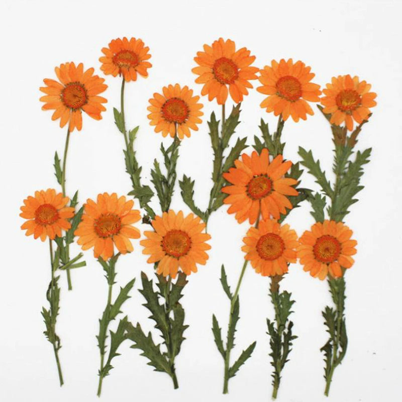 6pcs/Pack Pressed Real Dried Flowers Chrysanthemum for Jewelry Making Crafts Dried Flower