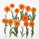 6pcs/Pack Pressed Real Dried Flowers Chrysanthemum for Jewelry Making Crafts Dried Flower
