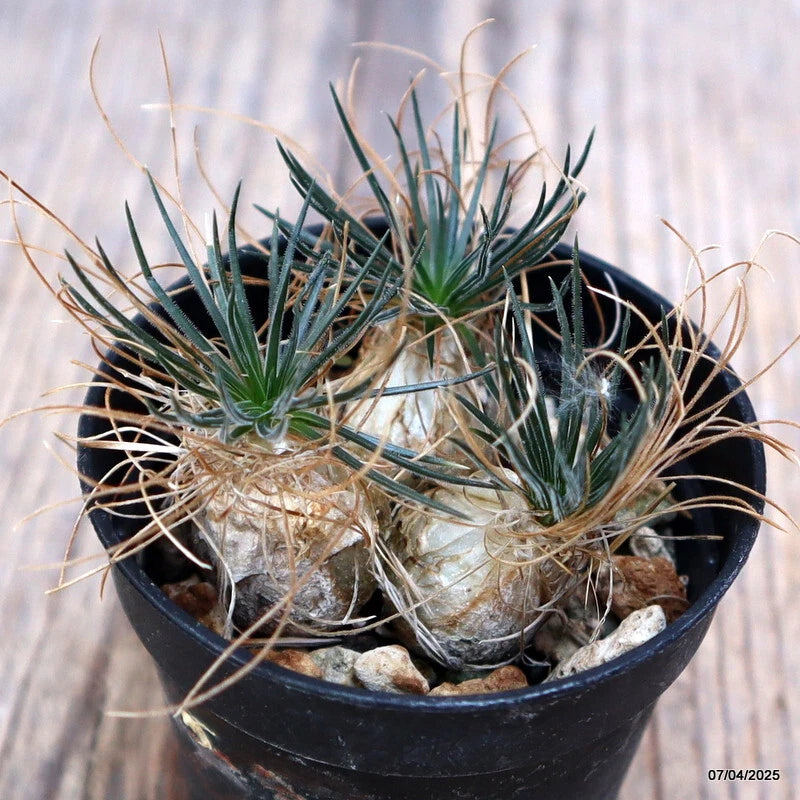 Ornithogalum plant in black pot with green spiky leaves and gravel