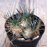 A8854 ORNITHOGALUM SARDIENII pot5.5-H2,5-W4 cm MaMa Cactus Green Plant