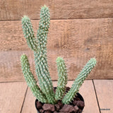 D6183 TRICHO. GORD. pot12-H28-W18 cm MaMa Cactus Green Plant