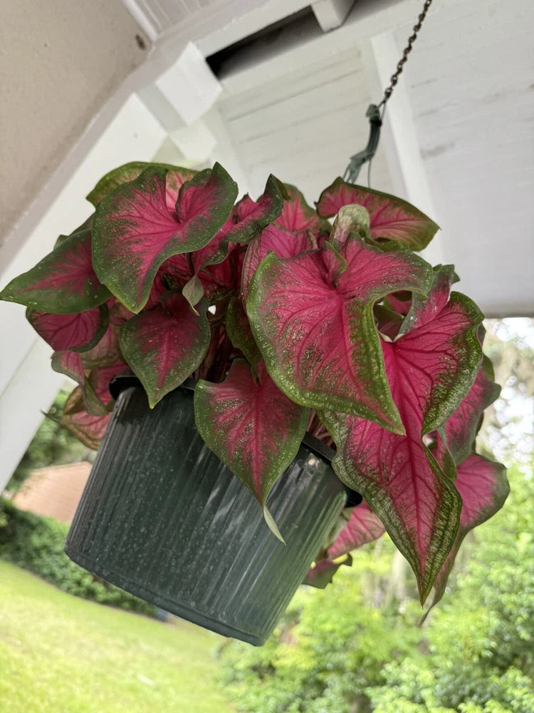 Caladium plant in dark textured pot, green-veined pink and red leaves