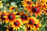 4000 GLORIOSA DAISY INDIAN SUMMER Rudbeckia Hirta Flower Seeds *Flat S/H Daisies