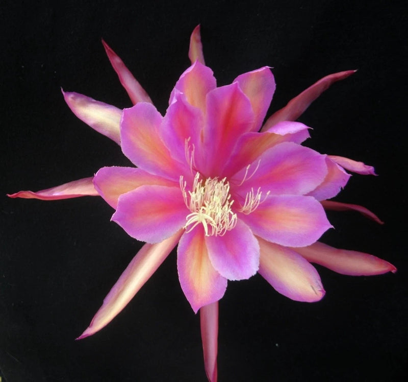 Orchid cactus flower with pink-purple petals and pale center, long white stamens