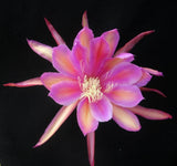 Epiphyllum, Orchid Cactus, " MONASTERY GARDEN ", Don's Quart pots  APRIL/1 Orchids